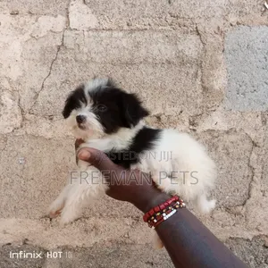 1-3 months Female Purebred Lhasa Apso