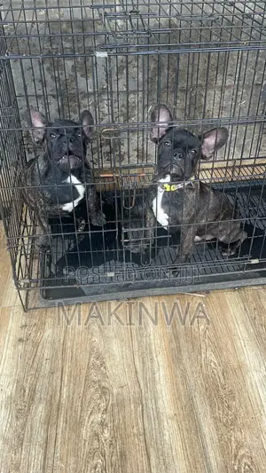 3-6 months Male Purebred French Bulldog