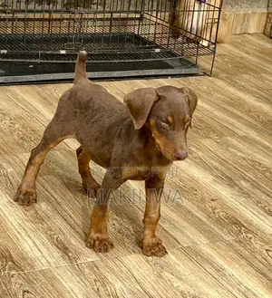 1-3 months Male Purebred Doberman Pinscher