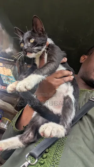 3-6 months Male Purebred Snowshoe