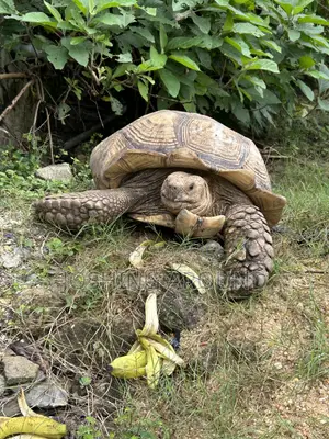 Giant African Sulcata