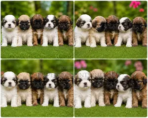0-1 month Female Purebred Shih Tzu