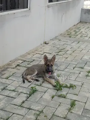 0-1 month Female Purebred German Shepherd