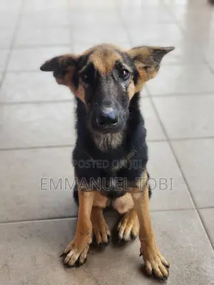 1+ year Female Purebred German Shepherd