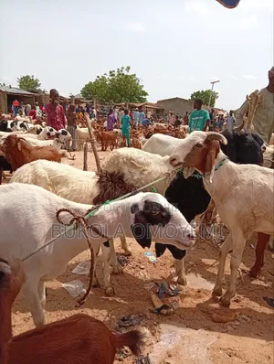 Live Goat or Roasted Ones