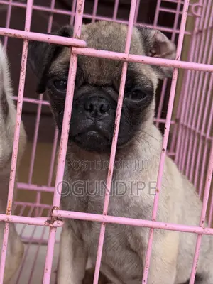 1-3 months Female Purebred Pug