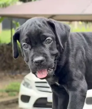 1-3 months Female Purebred Cane Corso
