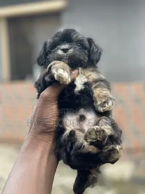 1-3 months Male Purebred Lhasa Apso