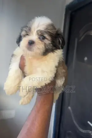 1-3 months Female Purebred Lhasa Apso