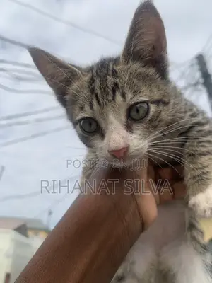 1-3 months Male Mixed Breed Tabby