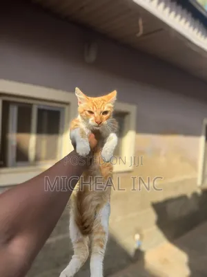 1-3 months Male Purebred Turkish Angora