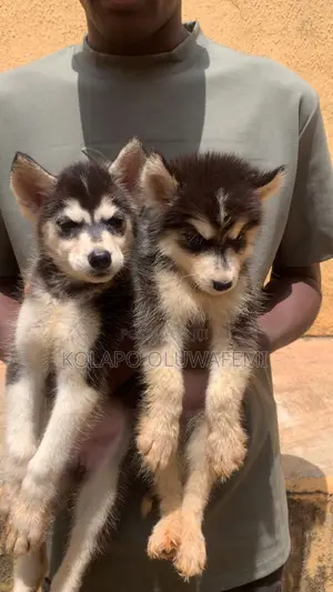 1-3 months Female Purebred Siberian Husky