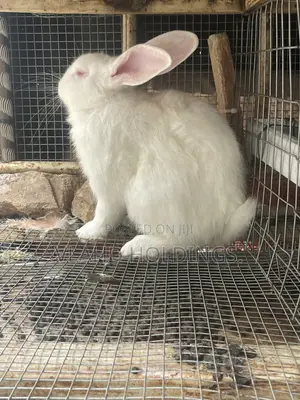Matured Healthy New Zealand,Dutch Rabbits for Sale