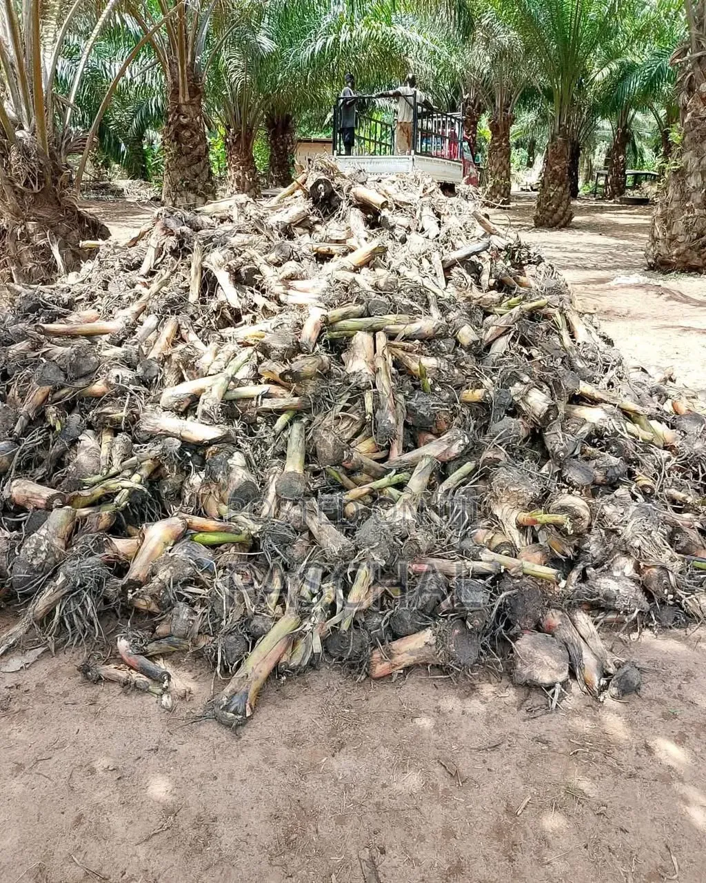 Plantain Suckers