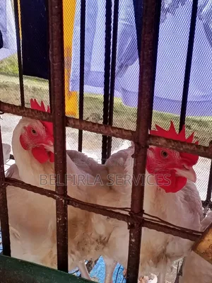 Healthy Broiler Chickens (8 Weeks Above) Available for Sale