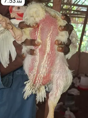 Broiler Chicken for Sale