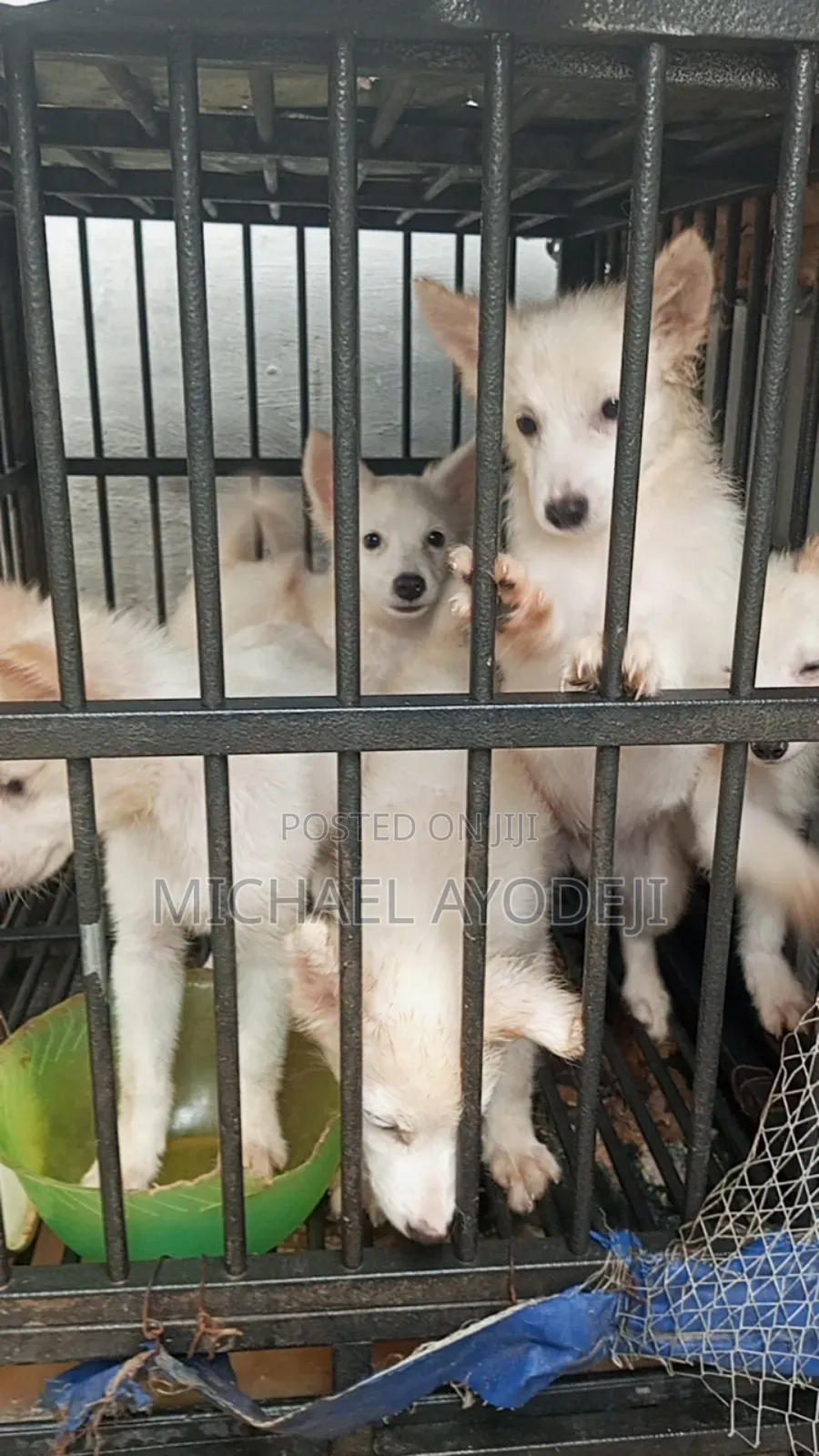 American Eskimo Puppies