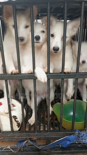 American Eskimo Puppies