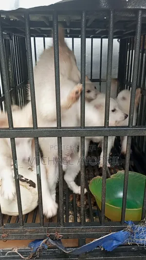 American Eskimo Puppies