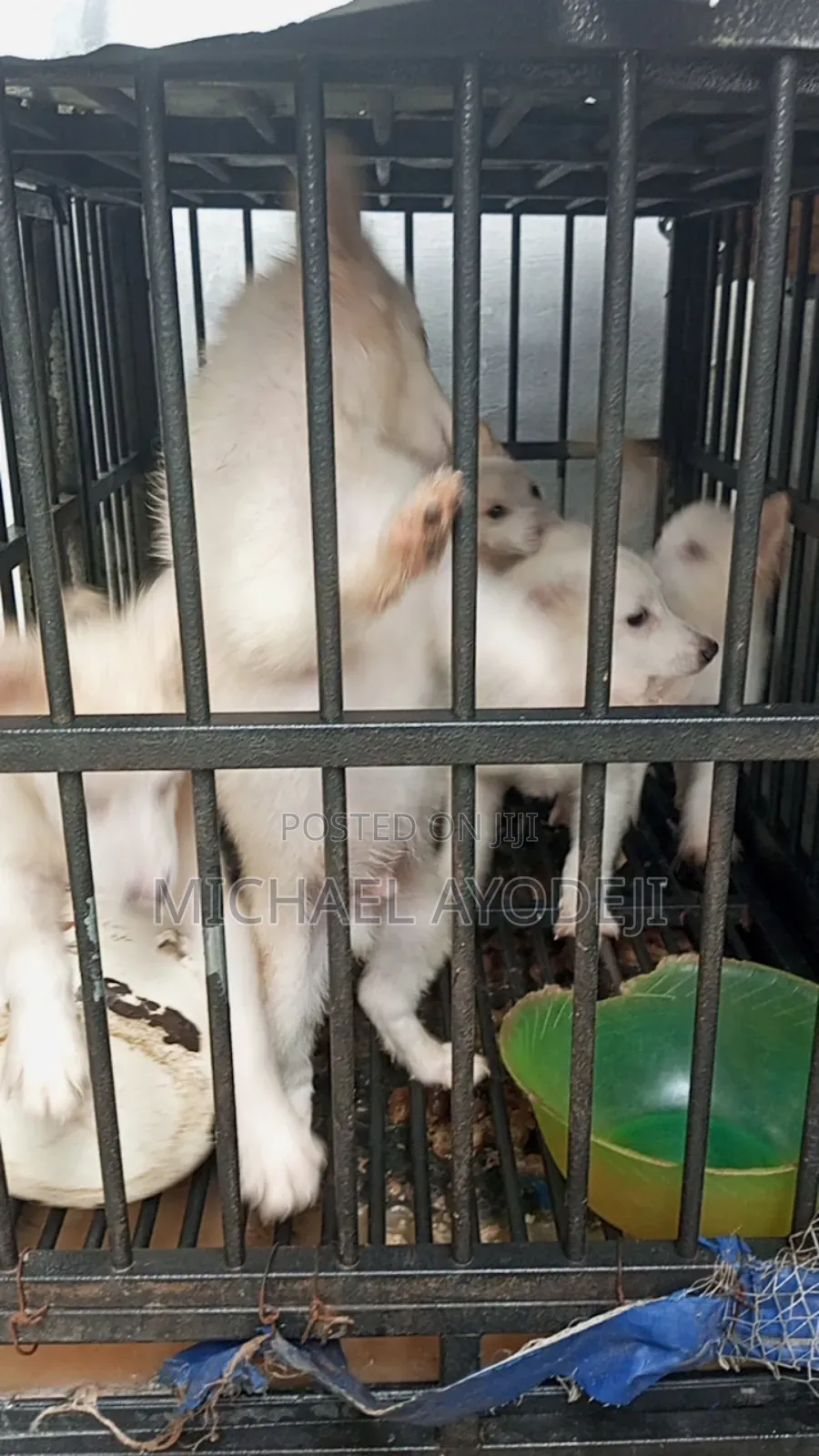American Eskimo Puppies