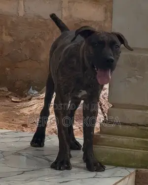 6-12 months Male Purebred Boerboel