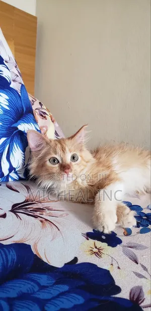 1-3 months Female Purebred Turkish Angora