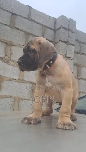 1-3 months Male Purebred Boerboel
