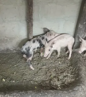 Piglets 3 Months