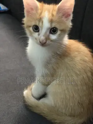 1-3 months Male Purebred American Shorthair