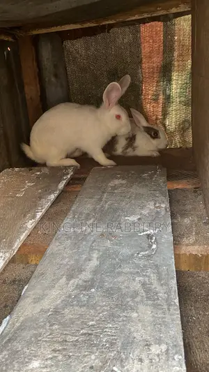Weavers, Growers, Matured Rabbits