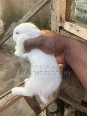 Weaners, Growers, Matured Rabbits