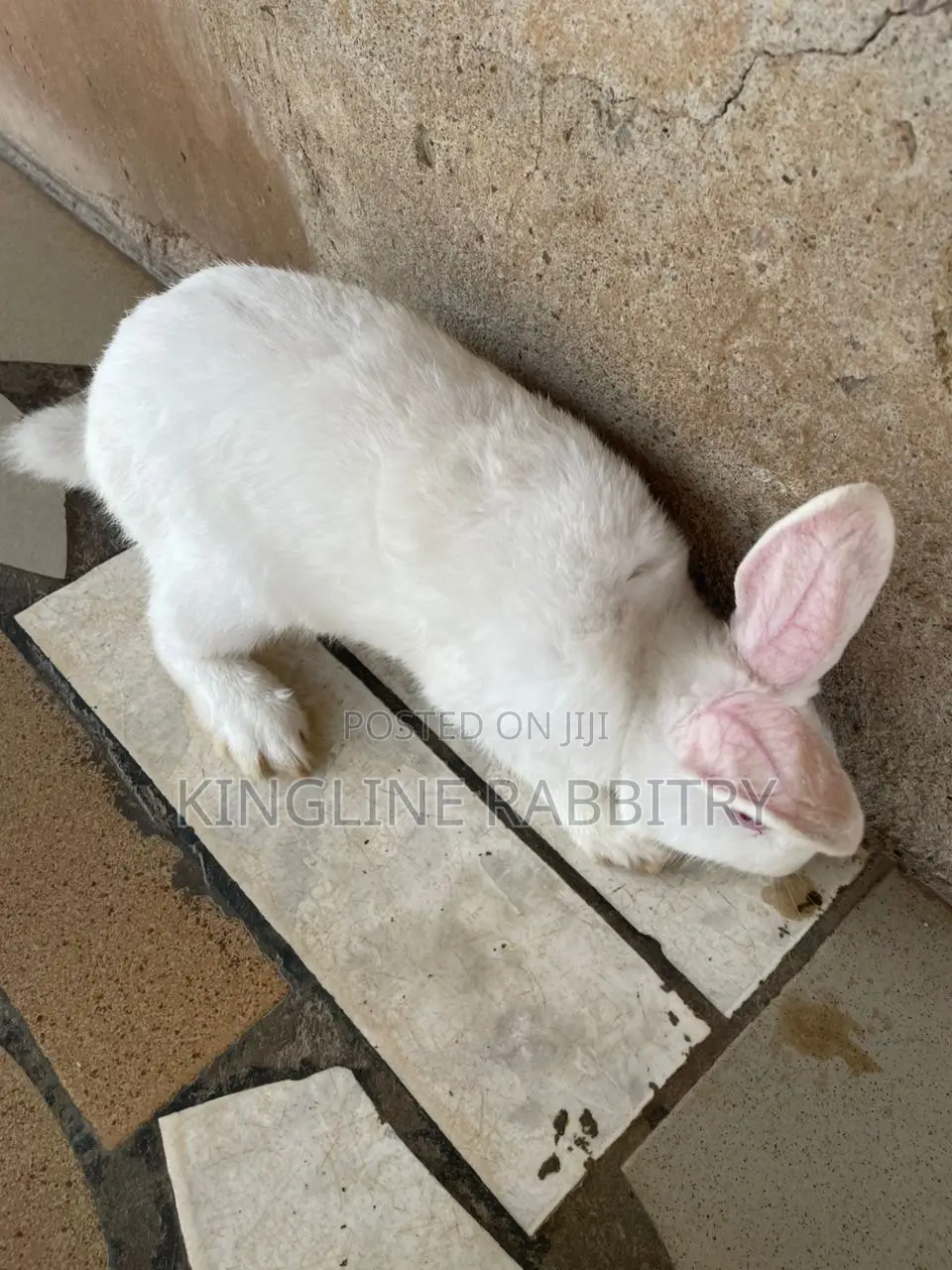 Weaners, Growers, Matured Rabbits