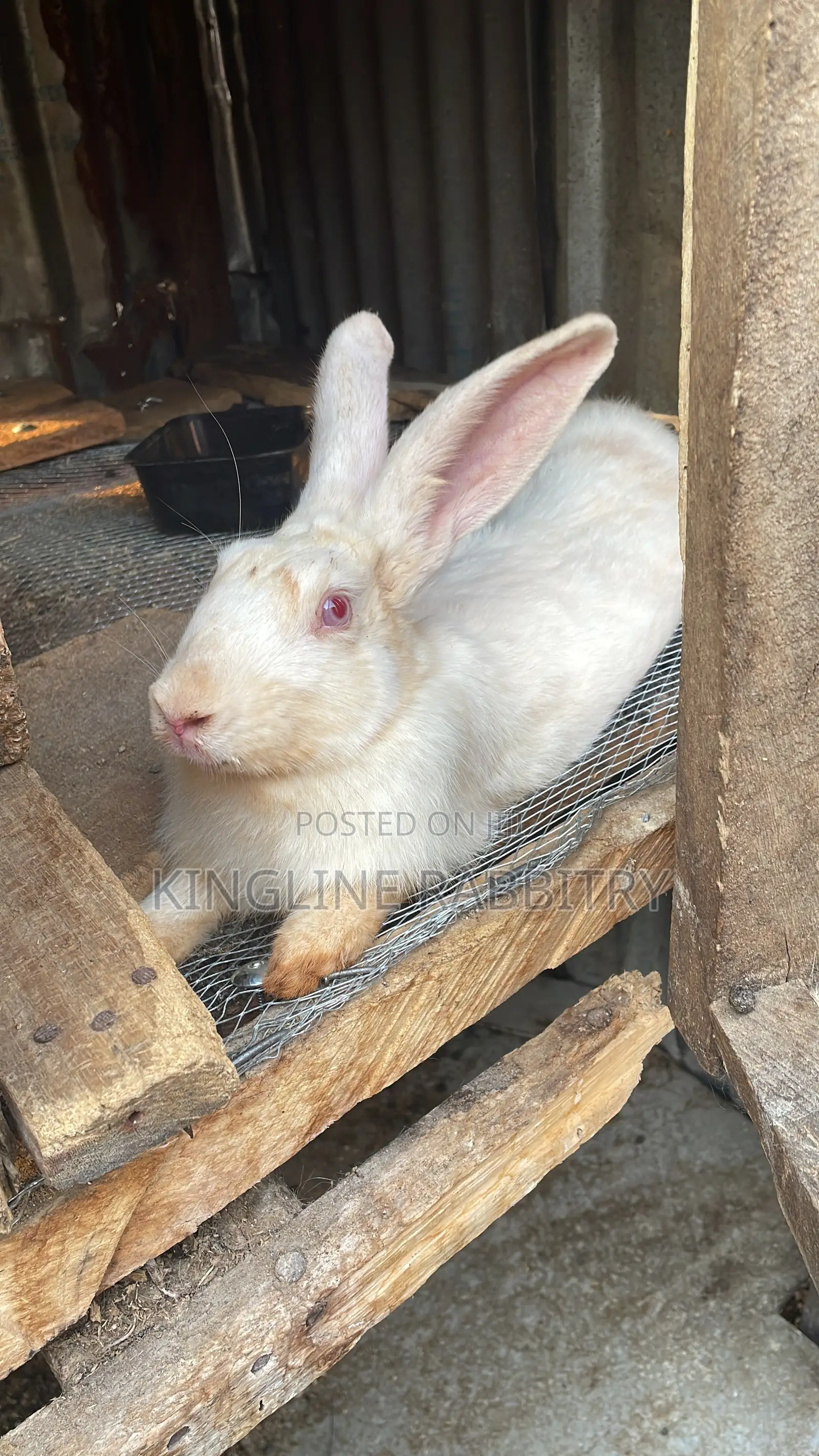 Weaners, Growers, Matured Rabbits