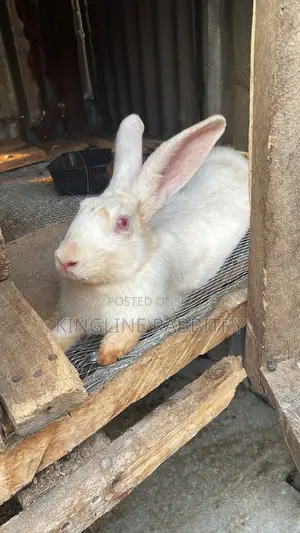 Weaners, Growers, Matured Rabbits