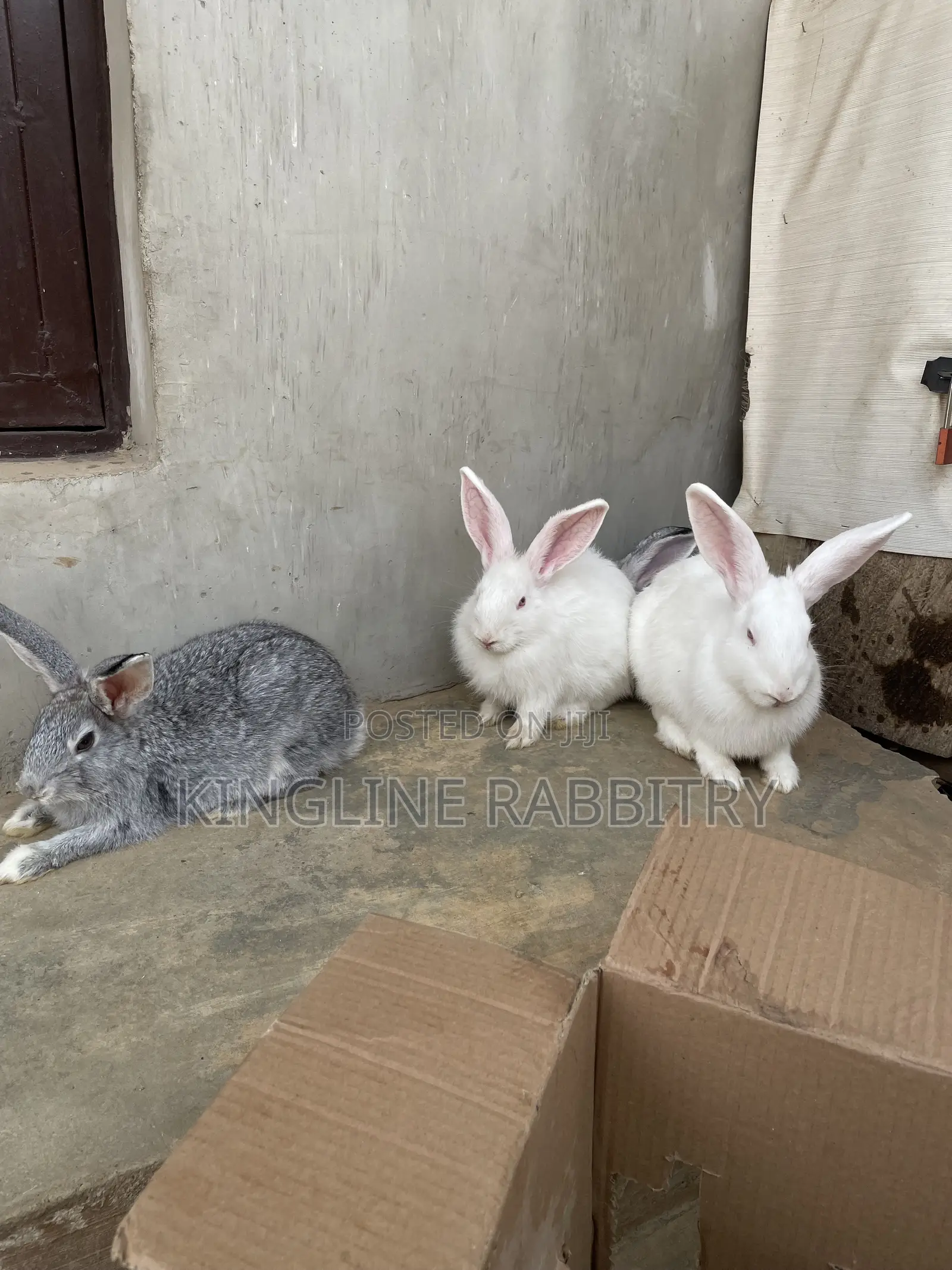 Weaners, Growers, Matured Rabbits