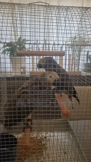 African Grey Parrots Cages and Accessories.