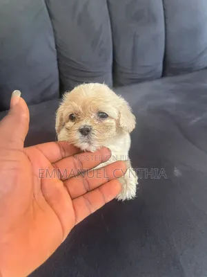 1-3 months Female Purebred Lhasa Apso