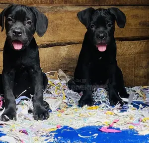 0-1 month Male Purebred Cane Corso