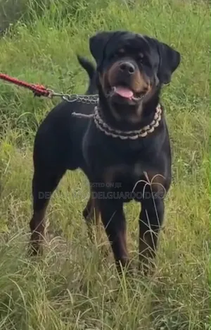 1+ year Male Purebred Rottweiler