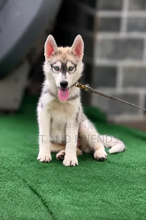 3-6 months Female Purebred Siberian Husky