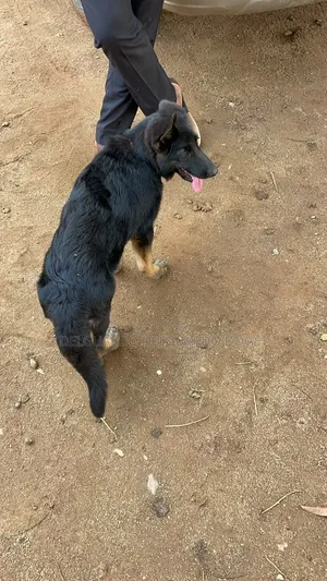 3-6 months Male Purebred German Shepherd