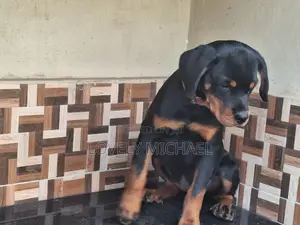 3-6 months Female Purebred Rottweiler