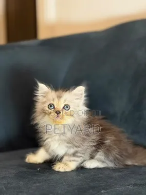 1-3 months Male Purebred Persian
