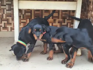 3-6 months Male Purebred Rottweiler