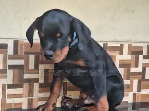 3-6 months Male Purebred Rottweiler