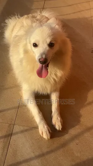 6-12 months Female Purebred American Eskimo