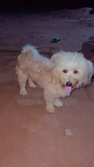 1+ year Male Purebred Lhasa Apso