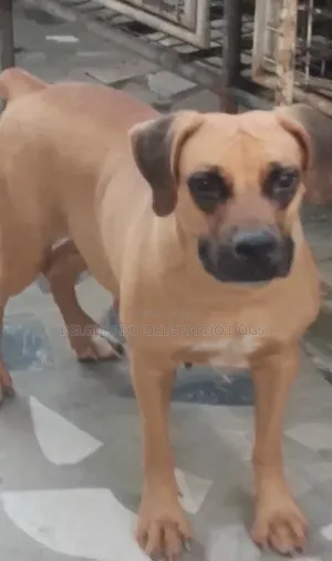 1+ year Female Purebred Boerboel