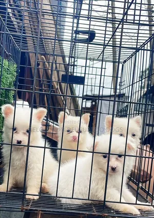 1+ year Male Purebred American Eskimo