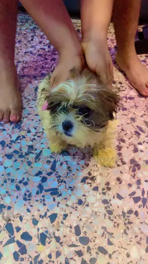 3-6 months Male Mixed Breed Lhasa Apso